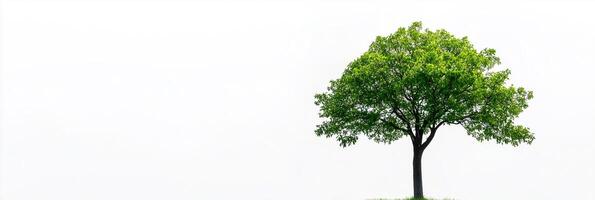 Tulip Tree with copy space, photorealistic Tulip Tree plant, isolated on white photo