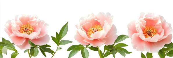 Tree Peony with copy space, photorealistic Tree Peony plant, isolated on white photo