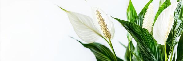 Photorealistic Spathiphyllum with copy space, Spathiphyllum flower setting, isolated on white flower photo