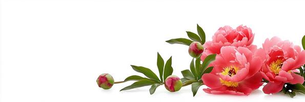 Tree Peony with white space, photorealistic Tree Peony plant, isolated on white Tree Peony photo