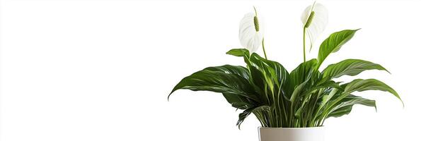 Spathiphyllum with copy space, photorealistic Spathiphyllum flower, isolated on white photo