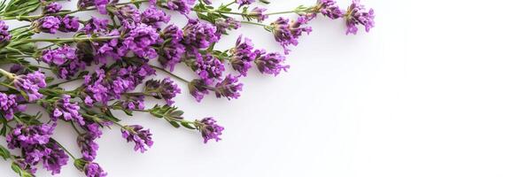 Statice with white space, photorealistic Statice flower, isolated on white Statice photo