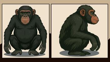 Chimpanzee front and side view illustration vector