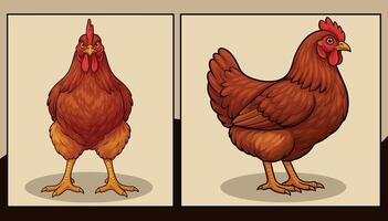 Hen front and side view illustration vector