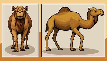 Camel front and side view cartoon illustration vector