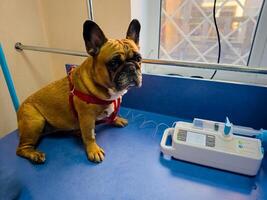 A dog with a catheter in its paw sits on an operating table at a veterinary clinic. The French bulldog is undergoing treatment. photo