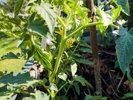 Yellow flowers of tomato plants bloom in the garden. Close-up image of a tomato flower photo