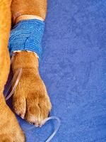 Close-up of dog's paw with a catheter. A dog with a catheter in its paw stands on an operating table in veterinary clinic. French bulldog undergoes treatment. photo