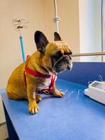 A dog with a catheter in its paw stands on an operating table in a veterinary clinic. The French bulldog is undergoing treatment. photo