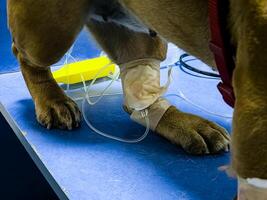Close-up of dog's paw with a catheter. A dog with a catheter in its paw stands on an operating table in a veterinary clinic. A French bulldog undergoes treatment. photo