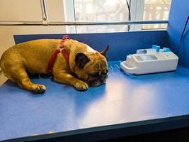 A dog with catheter in its paw lies on an operating table in a veterinary clinic. The French bulldog is undergoing treatment. photo