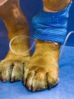 Close-up of a dog's paw with a catheter. Dog with catheter in its paw stands on an operating table in a veterinary clinic. French bulldog undergoes treatment. photo