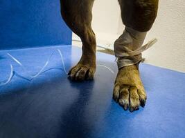 Close-up of dog's paw with a catheter. Dog with a catheter in its paw stands on an operating table in a veterinary clinic. A French bulldog undergoes treatment. photo