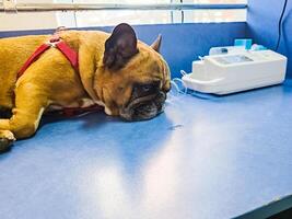 A dog with catheter in its paw lies on an operating table in a veterinary clinic. Close-up. A French bulldog undergoes treatment. photo