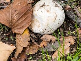 Chaminnon mushrooms grow in ground. Their characteristic cap shape makes them easily recognizable. They are a key element of wildlife ecosystems photo
