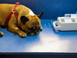 A dog with a catheter in its paw lies on an operating table in a veterinary clinic. French bulldog is undergoing treatment. photo