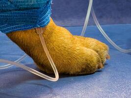 Close-up of dog's paw with a catheter. A dog with a catheter in its paw stands on an operating table in a veterinary clinic. French bulldog undergoes treatment. photo