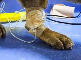 Close-up of a dog's paw with a catheter. A dog with catheter in its paw stands on an operating table in a veterinary clinic. A French bulldog undergoes treatment. photo