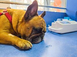 A dog with acatheter in its paw lies on an operating table in veterinary clinic. Close-up. French bulldog undergoes treatment. photo