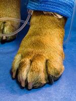 Close-up of a dog's paw with a catheter. Dog with a catheter in its paw stands on an operating table in a veterinary clinic. French bulldog undergoes treatment. photo