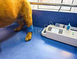 Close-up of a dog's paw with a catheter. Dog with a catheter in its paw stands on an operating table in veterinary clinic. A French bulldog undergoes treatment. photo