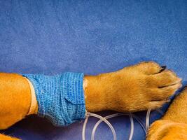 Close-up of a dog's paw with a catheter. A dog with catheter in its paw stands on an operating table in a veterinary clinic. French bulldog undergoes treatment. photo