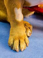 Close-up of dog's paw A dog with a catheter in its paw stands on an operating table in veterinary clinic. French bulldog undergoes treatment. photo