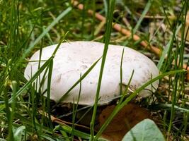 Chaminnon mushrooms grow in the ground. Their characteristic cap shape makes them easily recognizable. They are a key element of wildlife ecosystems photo