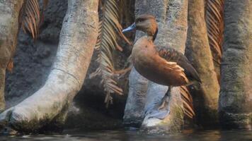 Duck in the shore of a lake video