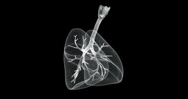 Hologram screen of lungs, respiratory tract and bronchios of a human body - loop video