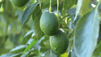Hass avocados hanging in a avocado tree in a agricultural plantation video