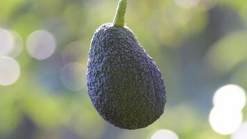 Ripe natural hass avocado hanging in a avocado tree a sunny day video