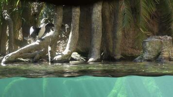 Little pied cormorant bird seen from outside of a aquario - Microcarbo melanoleucos video