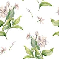 Jasmine bush, buds, leaves watercolor seamless pattern isolated. White flower botanical style hand drawn on repeating texture. Floral background in pale tones for design textile, package, wrapping. vector