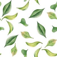 Tea leaf watercolor seamless pattern isolated on white. Green leaves botanical art hand drawn by pattern background. Greenery painted on repeated print. Foliate design for textile, package, wallpaper vector