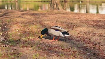 A beautiful and striking male Mallard duck can be seen exploring the ground near a tranquil pond, showcasing its vibrant and colorful plumage along with its natural behavior video