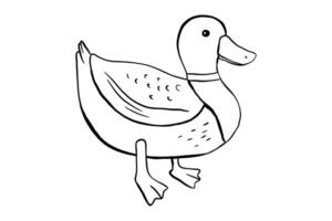 Outline standing duck. illustration of pond bird isolated on white background. Duckling doodle vector