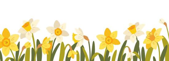Floral frame, frame with daffodils on white background. Spring botanical pattern with flat flowers. horizontal panorama with narcissus vector