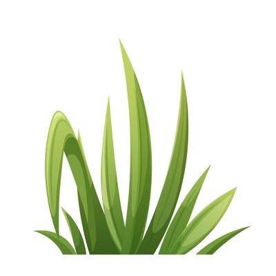 Cartoon green grass isolated. Blades of grass on white background. botanical element
