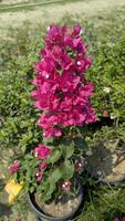A plant with pink flowers in a pot photo