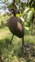 A mango hanging from a tree in the field photo