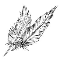 Two detailed ink feathers drawn in expressive line art style. Perfect for bohemian projects, craft packaging, rustic wedding invites, traditional calligraphy, school notebooks, and textile design. vector