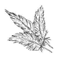 Three hand drawn bird feathers in ink sketch style. Rustic monochrome line art perfect for boho wedding, farm branding, wild west themes, tribal-inspired crafts and textile design. vector
