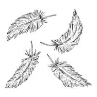 set of four hand drawn feathers in monochrome ink style. Ideal for boho wedding decor, rustic farm branding, tribal motifs, nature prints, textile patterns, and ethnic-inspired celebrations. vector