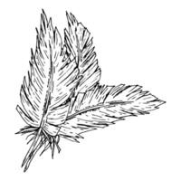 illustration of three hand drawn feathers in ink line art style. Monochrome sketch for boho wedding, farm branding, tribal crafts, native-inspired party or rustic textile design. vector