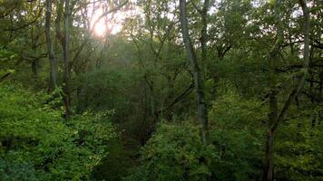 Aerial Drone Perspective of Deciduous Forest and Woodlands in Rural England video