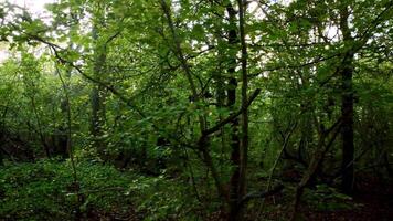 Aerial View of England Temperate Woodlands and Forests video