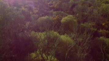 Aerial View of Forested Alpine Jungle with Deciduous Trees at Sunset in England video