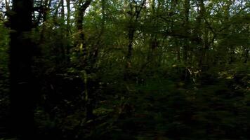 Aerial Sunset View of Alpine Jungle and Deciduous Trees in England video