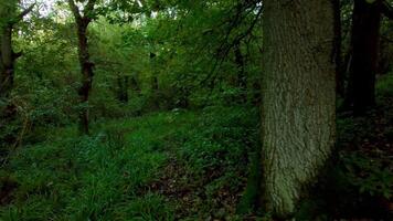 Aerial Drone Perspective of Englands Temperate Woodlands and Forest video